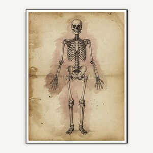Vintage skeleton diagram print