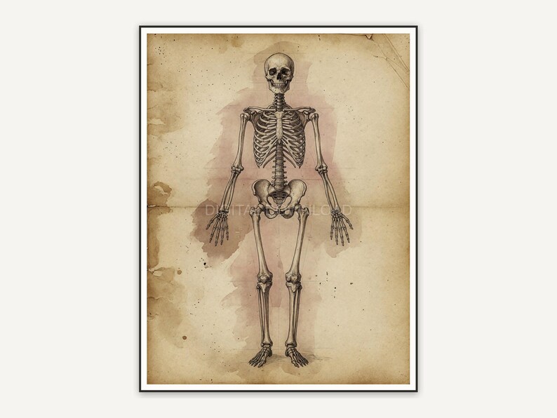 Vintage skeleton diagram print