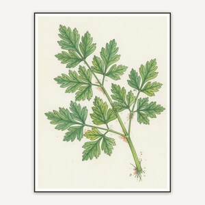 Parsley botanical illustration
