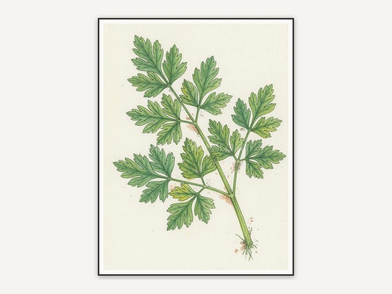 Parsley botanical illustration
