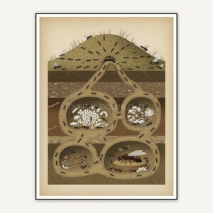 Detailed vintage ant colony diagram in muted tones