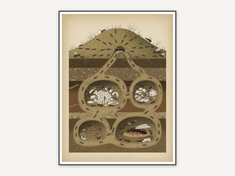 Detailed vintage ant colony diagram in muted tones