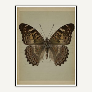 Detailed vintage butterfly diagram in muted tones