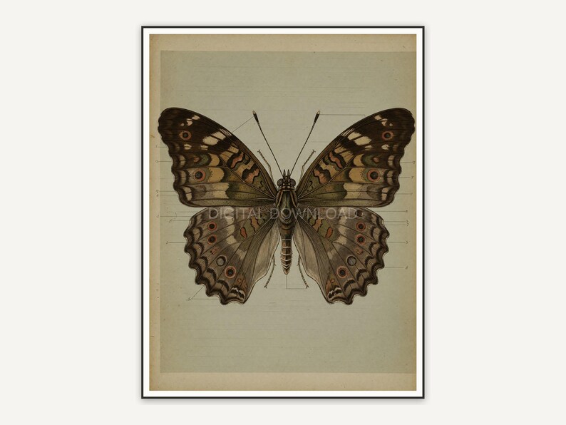 Detailed vintage butterfly diagram in muted tones
