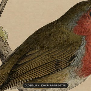 Close-up print detail of the vintage ornithology illustrations artwork at 300 DPI
