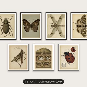 Set of 7 educational entomology art printable prints shown as a gallery wall