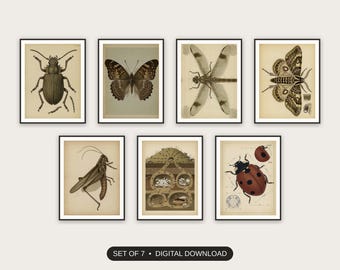 Vintage Insect Study Prints Set of 7 | Educational Entomology Diagrams Classroom Decor | Back to School Digital Download