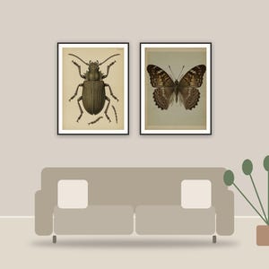 educational entomology art printable art framed above a sofa in a styled living room