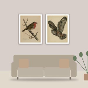 vintage ornithology illustrations printable art framed above a sofa in a styled living room