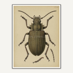 Detailed vintage beetle diagram in muted tones