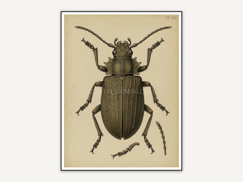 Detailed vintage beetle diagram in muted tones