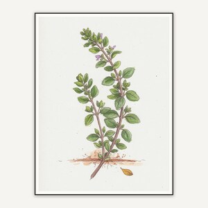 Thyme botanical illustration