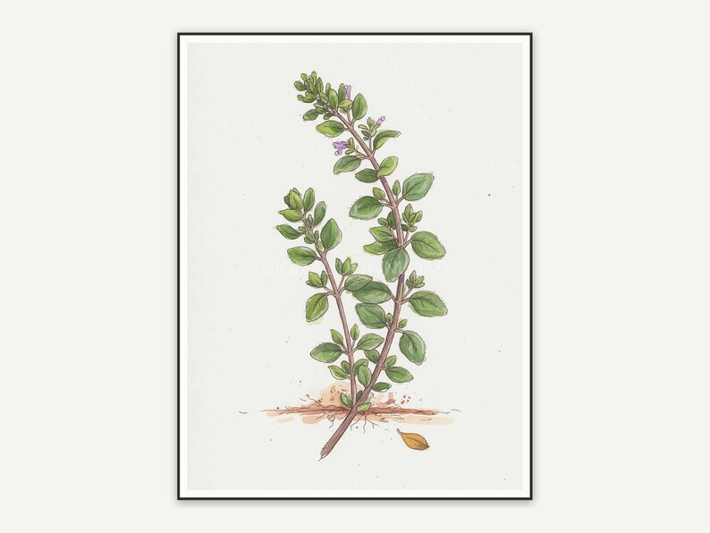 Thyme botanical illustration