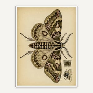 Detailed vintage moth diagram in muted tones