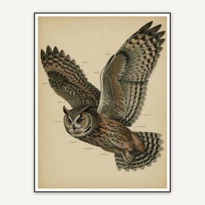 vintage owl in flight print