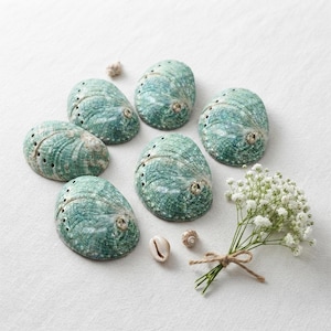 Puede incluir: Cinco conchas de abulón ovaladas con tonos iridiscentes verdes y azules, cada una con una hilera de pequeños orificios en el lateral. Se incluyen un pequeño ramo de flores blancas de paniculata atadas con cuerda y dos conchas diminutas.