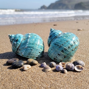 May include: Two large, spiral-shaped sea shells with a vibrant turquoise and teal color palette featuring dark brown mottled patterns. These shells are surrounded by a collection of smaller, smooth, multi-colored pebbles and tiny seashells.
