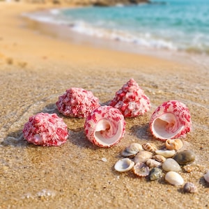 Puede incluir: Cuatro conchas marinas grandes y texturizadas con patrones moteados de color rosa vibrante y blanco están dispuestas sobre arena húmeda. Las conchas presentan formas en espiral y aberturas. Una colección de conchas más pequeñas, lisas y neutras está cerca.