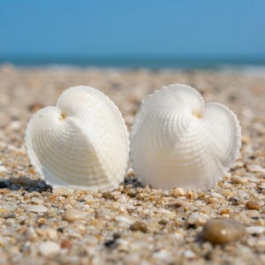 Könnte beinhalten: Zwei weiße, herzförmige Herzmuscheln mit ausgeprägten radialen Rippen und einer strukturierten Oberfläche, die aufrecht auf einem Sandstrand stehen, mit einem unscharfen blauen Meereshorizont im Hintergrund, die natürliche Meeresformen zeigen.
