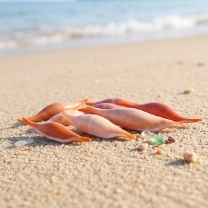 May include: A collection of smooth, spindle-shaped sea shells in shades of pale peach, light orange, and soft pink. These elongated, pointed shells are clustered together, displaying a glossy, polished surface texture and tapered ends.