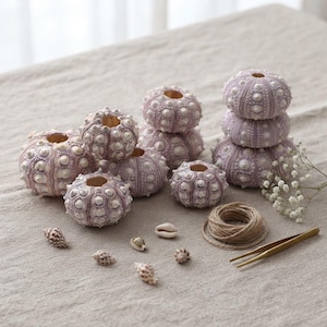 May include: A collection of light purple sea urchin shells with white textured bumps, arranged alongside several small spiral seashells, a coil of brown twine, and a pair of gold-toned metal tweezers, all featuring a natural, organic appearance.