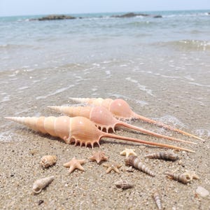 Rare Natural Tibia Martini Shell Specimen - Large Spindle, Coastal Home Ornament, Beach Wedding Table Display, Nautical Gift for Shell Lover