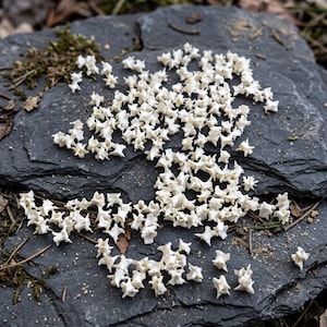 May include: A large collection of small, off-white animal vertebrae bones scattered across a dark gray, textured slate surface. Each individual bone features a distinct, irregular star-like shape with multiple protruding processes and a central opening.