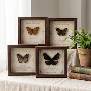 May include: Four square dark wood shadow box frames, each containing a preserved butterfly specimen centered over a cream-colored background with the printed text "Listen attentively" and "For some people" along with decorative flourishes.