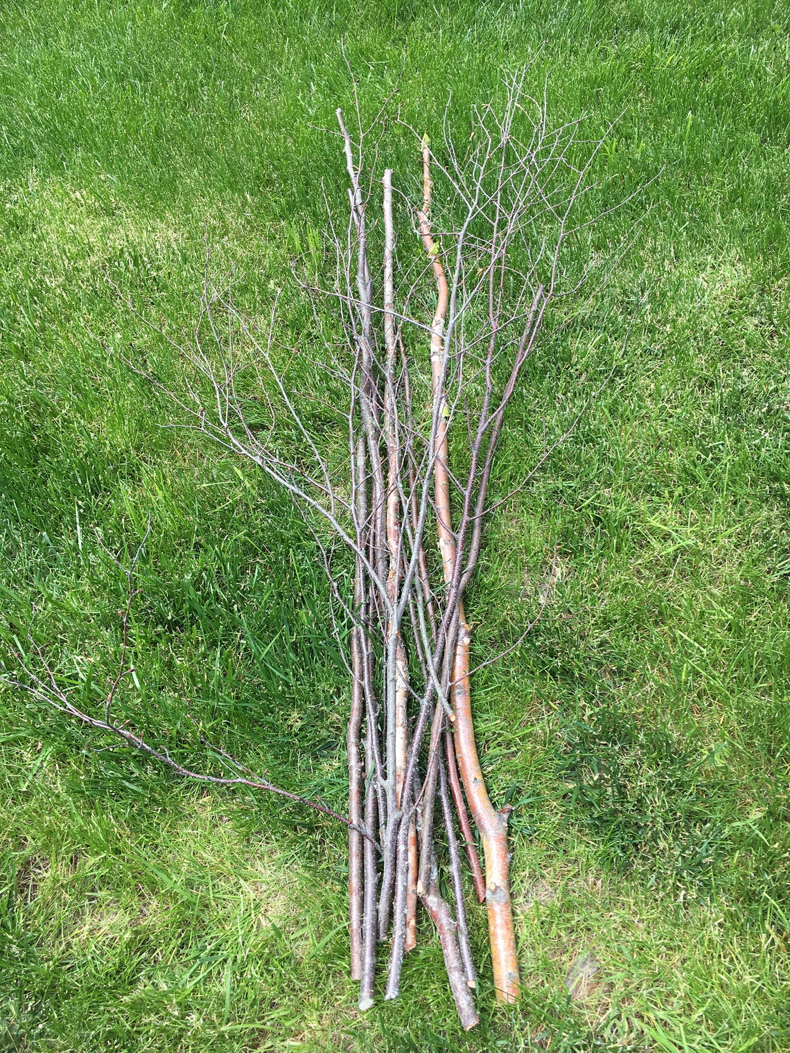 Fresh Cut Natural Birch Tree Sticks Branches Vase Arrangement Etsy