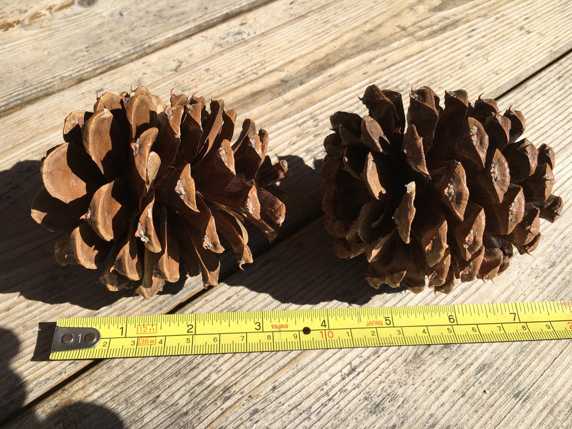 50 Montana Ponderosa Pine Tree Pinecones 3 to 5 Inches Tall Etsy
