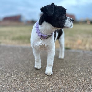 Puede incluir: Un perro pequeño de pelaje blanco y negro lleva un collar de ganchillo de color violeta claro. El collar cuenta con una anilla de metal plateado y una placa de identificación con forma de hueso que cuelga del centro. El perro está de pie.