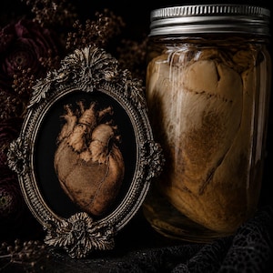 Può includere: Un modello di cuore anatomico esposto all'interno di una cornice ovale in metallo dorato ornata con dettagli a foglia, posizionato accanto a un barattolo di vetro trasparente contenente un cuore anatomico conservato in liquido con coperchio in metallo argentato.