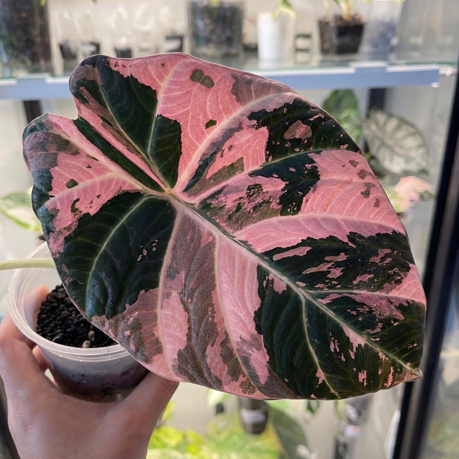 Alocasia Black Velvet Pink Variegatedアロカシア ブラックベルベット