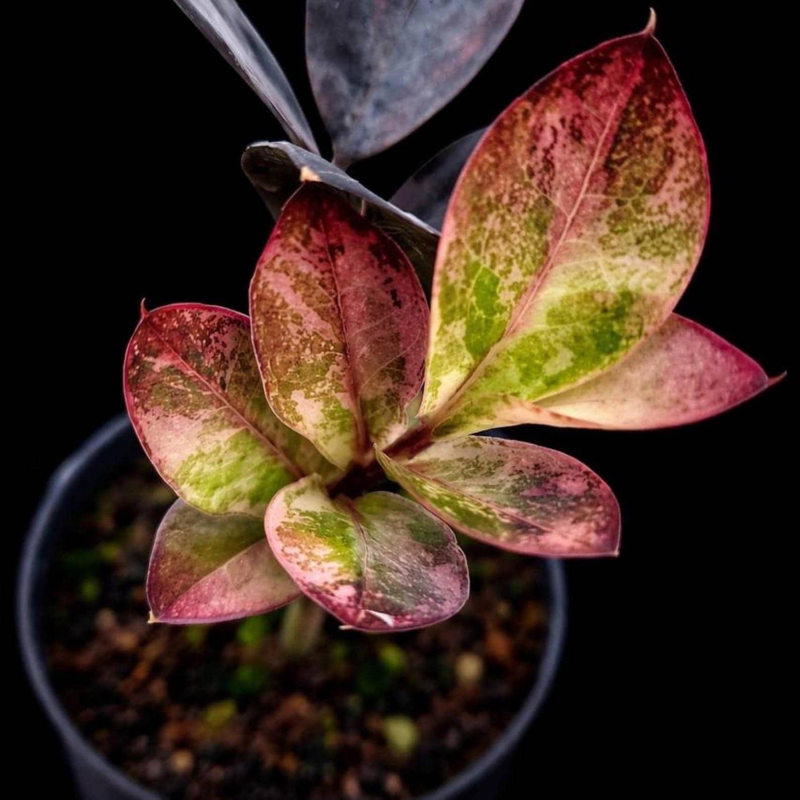 ザミオクルカス Zz Pink ZZ Raven Pink Variegated Zamioculcas