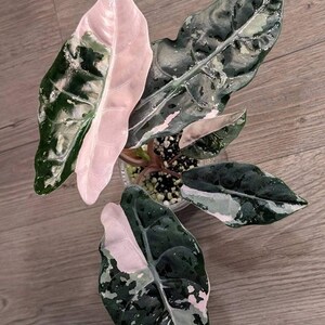 Alocasia chantrieri pink variegated - Etsy 日本