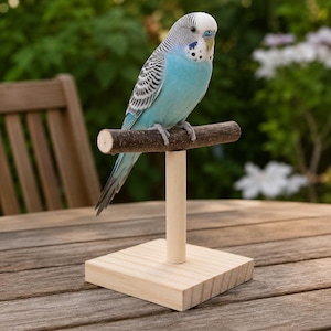 Könnte beinhalten: Ein hellblauer und weißer Wellensittich auf einem hölzernen Vogelständer. Der Ständer besteht aus einem quadratischen hellen Holzsockel, einem glatten zylindrischen vertikalen Pfosten und einer horizontalen astähnlichen Sitzstange mit dunkler Rinde.