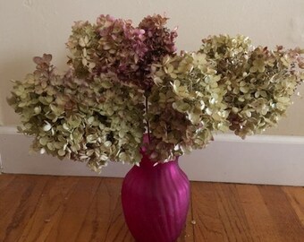 Dried Hydrangea Flowers on Medium Stems 5 Pink, Cream, and Lime