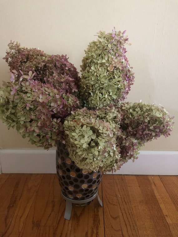 Dried Hydrangea Flowers 