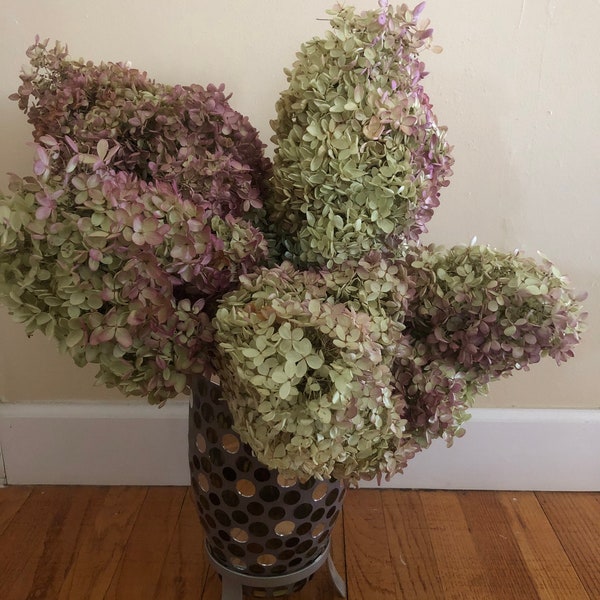 Dried Hydrangea Etsy