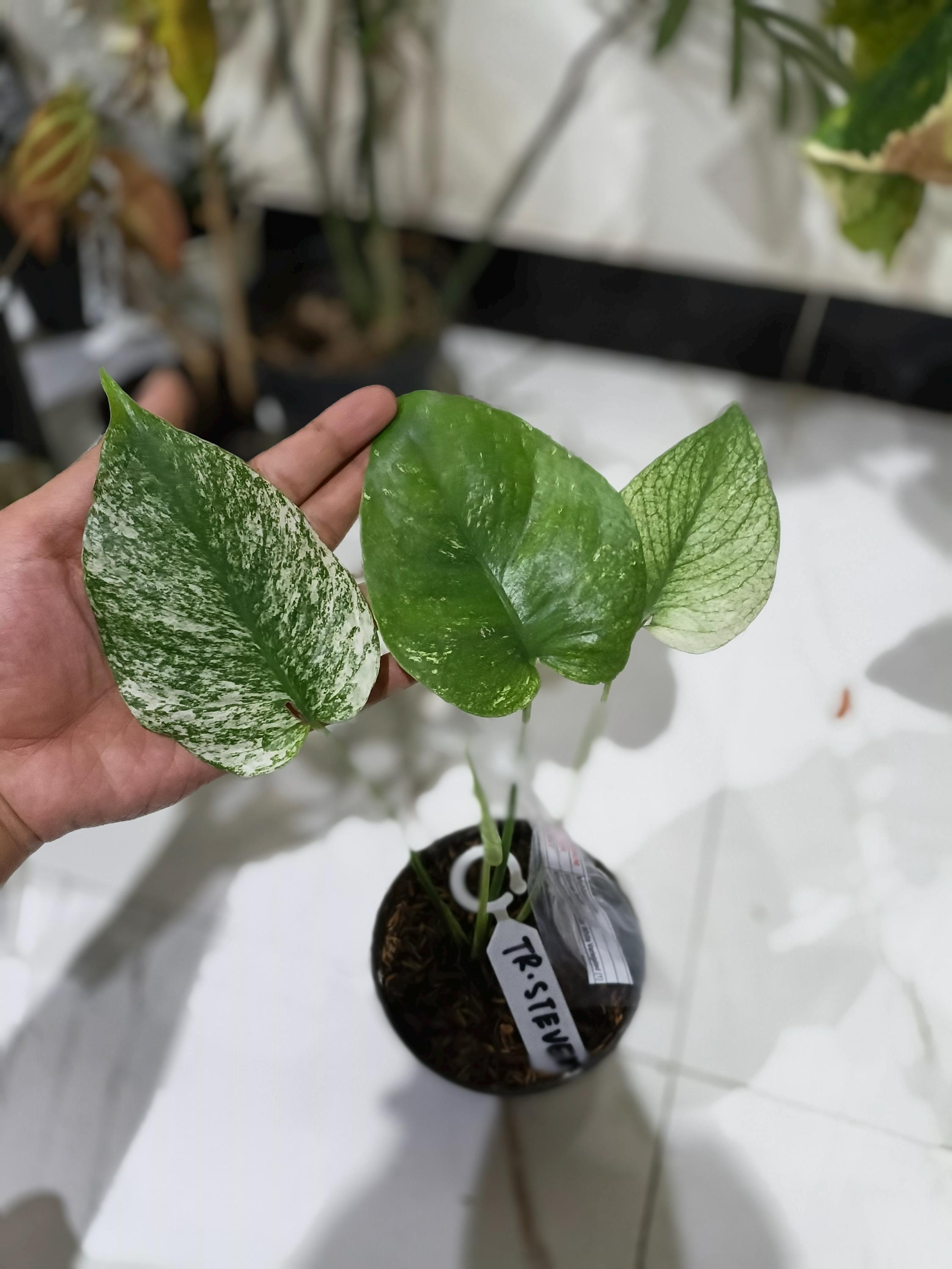 Monstera devil monster - Etsy 日本