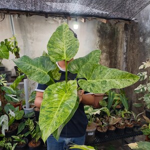 Variegated philodendron giganteum - Etsy 日本