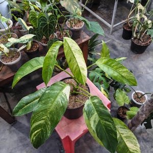 エピプレムナム ギガンテウム アルボ 斑入り 希少株 Epipremnum giganteum variegated - Etsy 日本