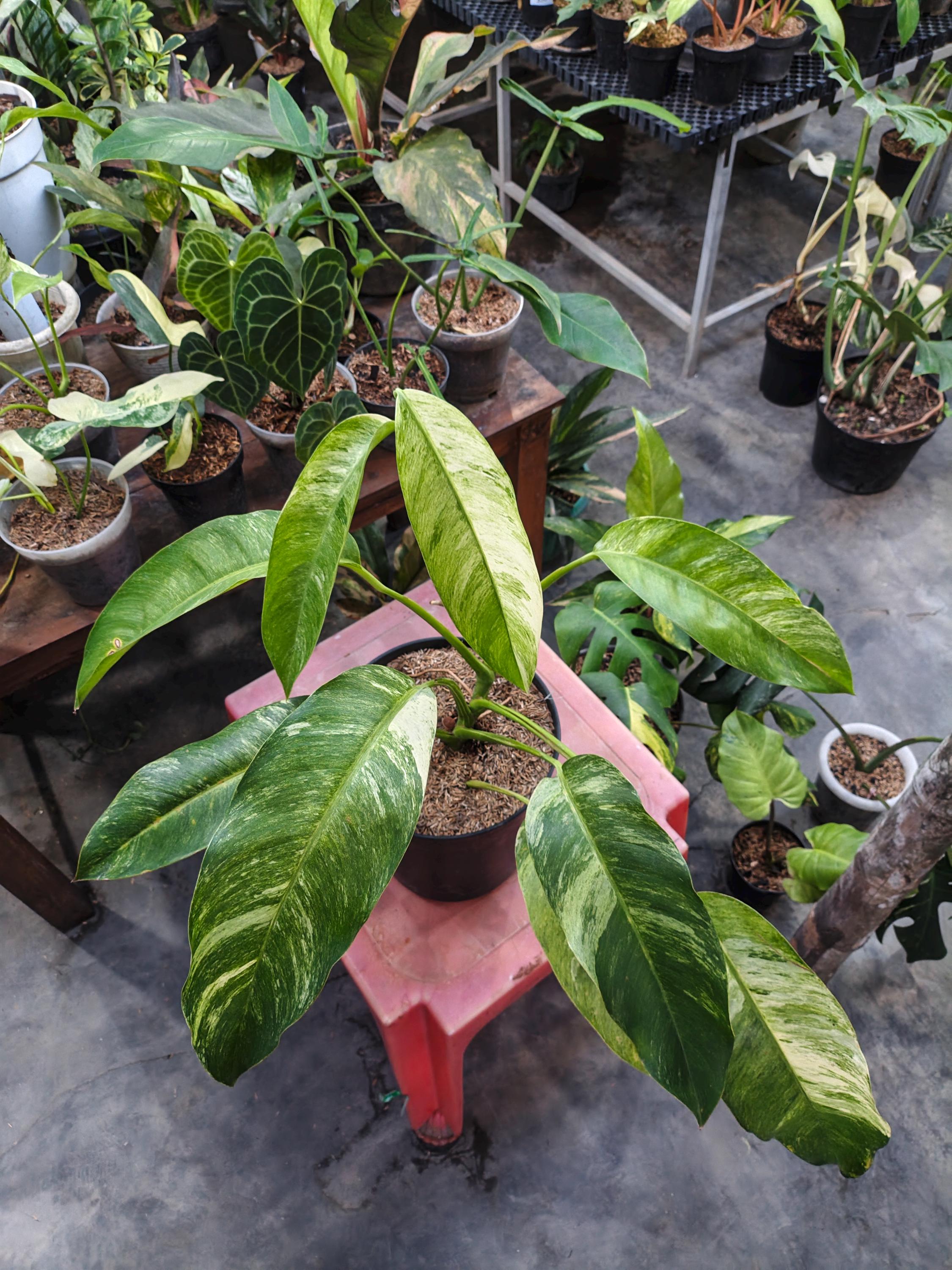 Epipremnum giganteum variegated - Etsy 日本