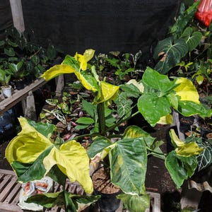 Könnte beinhalten: Eine Syngonium podophyllum Pflanze in einem schwarzen Kunststofftopf mit großen, pfeilförmigen Blättern, die ein panaschiertes Muster aus leuchtend gelben und dunkelgrünen Bereichen aufweisen. Die Pflanze hat mehrere Stängel und steht auf Holz.