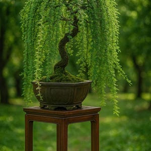 May include: A weeping bonsai tree with a textured, dark brown, S-curved trunk and vibrant green, cascading foliage. The tree is planted in a dark, rectangular ceramic pot with a mossy surface, resting atop a tall, slender, dark wooden stand.