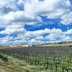 Vinyard by Evora Portugal. Original Fine Art Photography. Vivid Portuguese Countryside -European Landscape photo