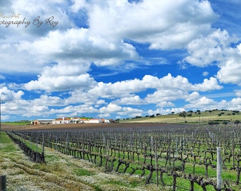 Vinyard by Evora Portugal. Original Fine Art Photography. Vivid Portuguese Countryside -European Landscape photo