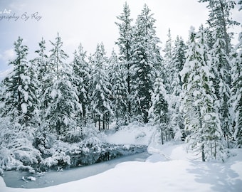 コロラドの雪、エメラルド湖へのハイキング。ロッキーマウンテン国立公園のキャビン - オリジナルの冬の風景写真、ブルームーディ