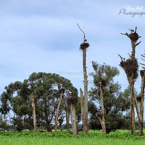 Storks nesting, Portugal. Original Fine Art Photography. Nature Landscape