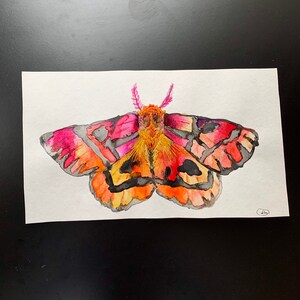 August Leo Moth